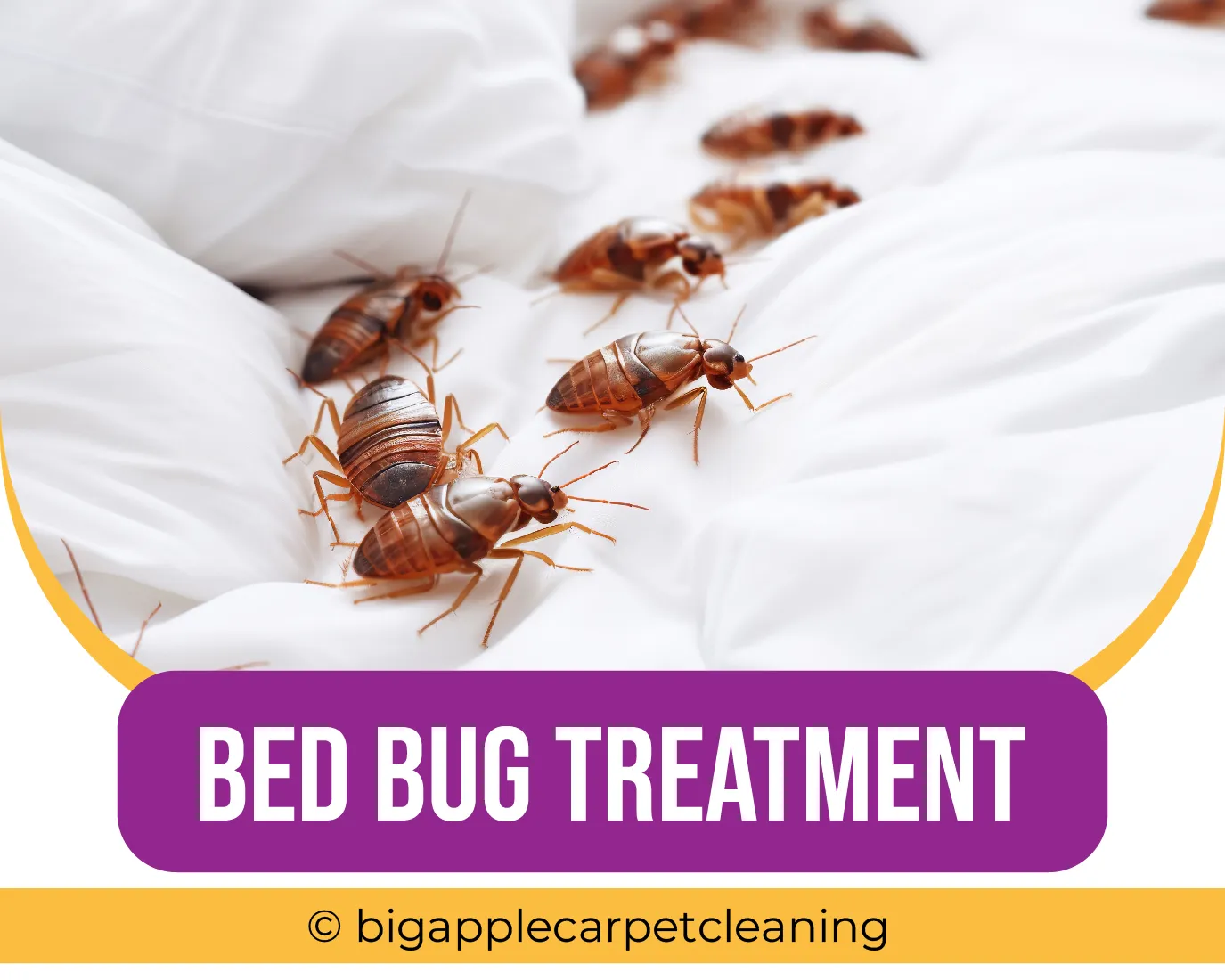 carpet cleaning in new york, carpet cleaning new york, carpet cleaners in new york, carpet cleaners in new york, commercial carpet cleaning, commercial carpet cleaning in new york, new york rug cleaners, rug cleaning services in new york, same day carpet cleaning, same day rug cleaning in new york